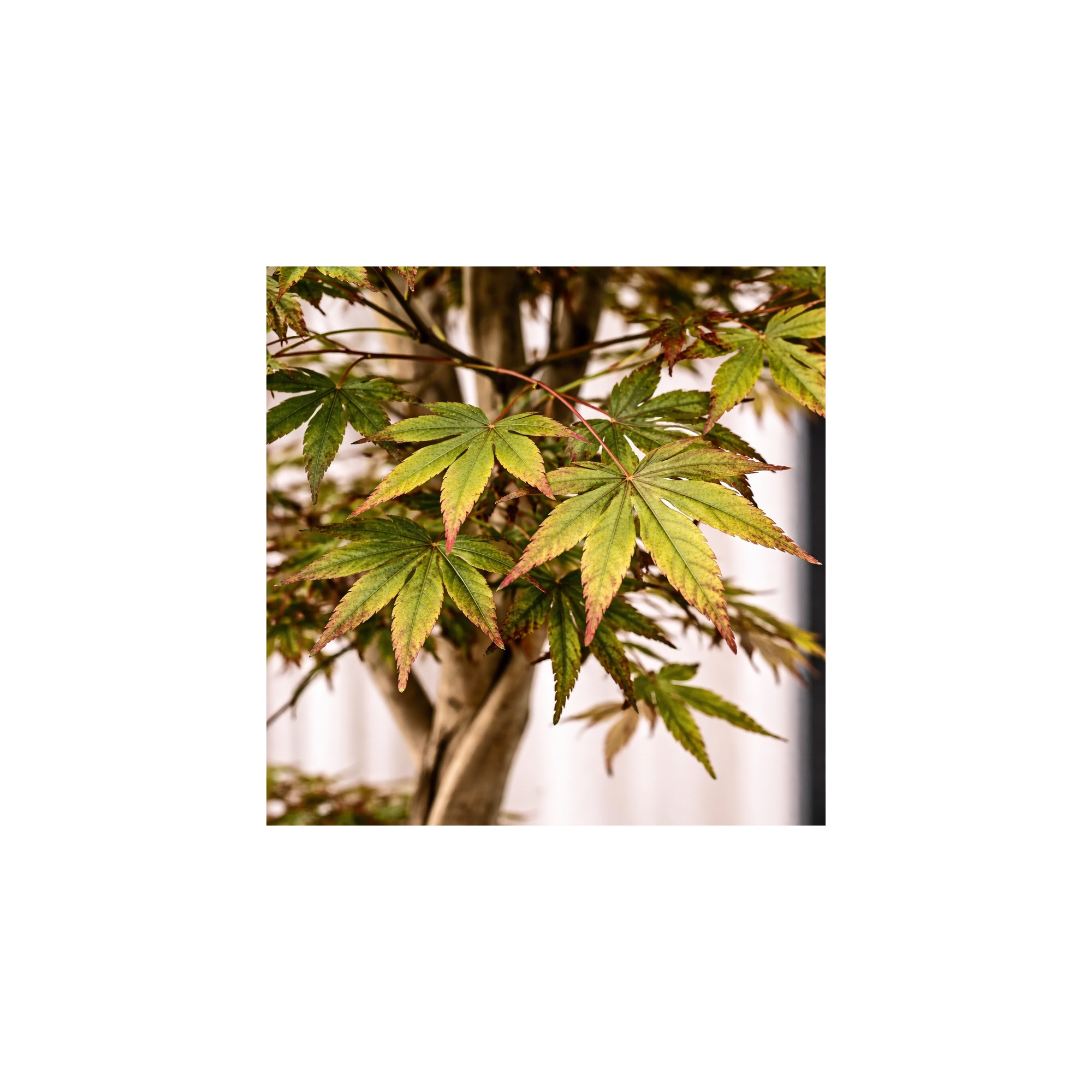  Acero Seminaturale  Mini Foglie Verdi Tronco Japan H 150 CM de