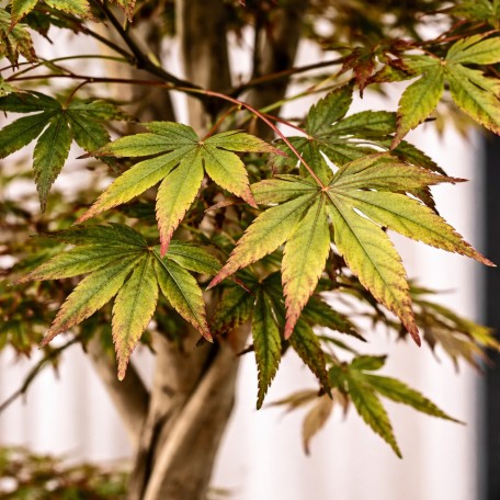 Acero Seminaturale  Mini Foglie Verdi Tronco Japan H 150 CM de