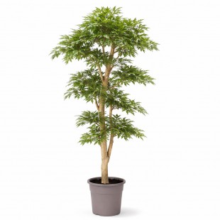 Acero Seminaturale  Verde...