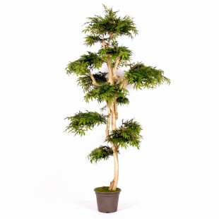 Acero Seminaturale  Verde...