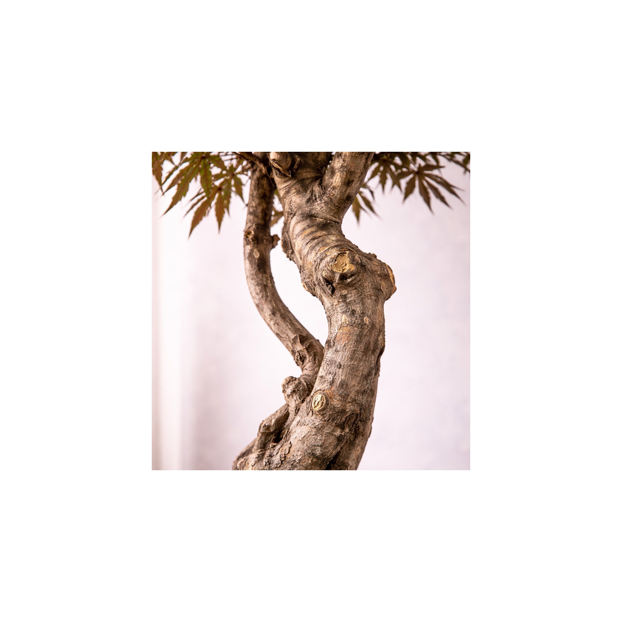  Acero Seminaturale  Verde  Tronco VERO legno Mediterraneo H 175cm fr
