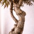 Acero Seminaturale  Verde  Tronco VERO legno  Mediterraneo H 175cm