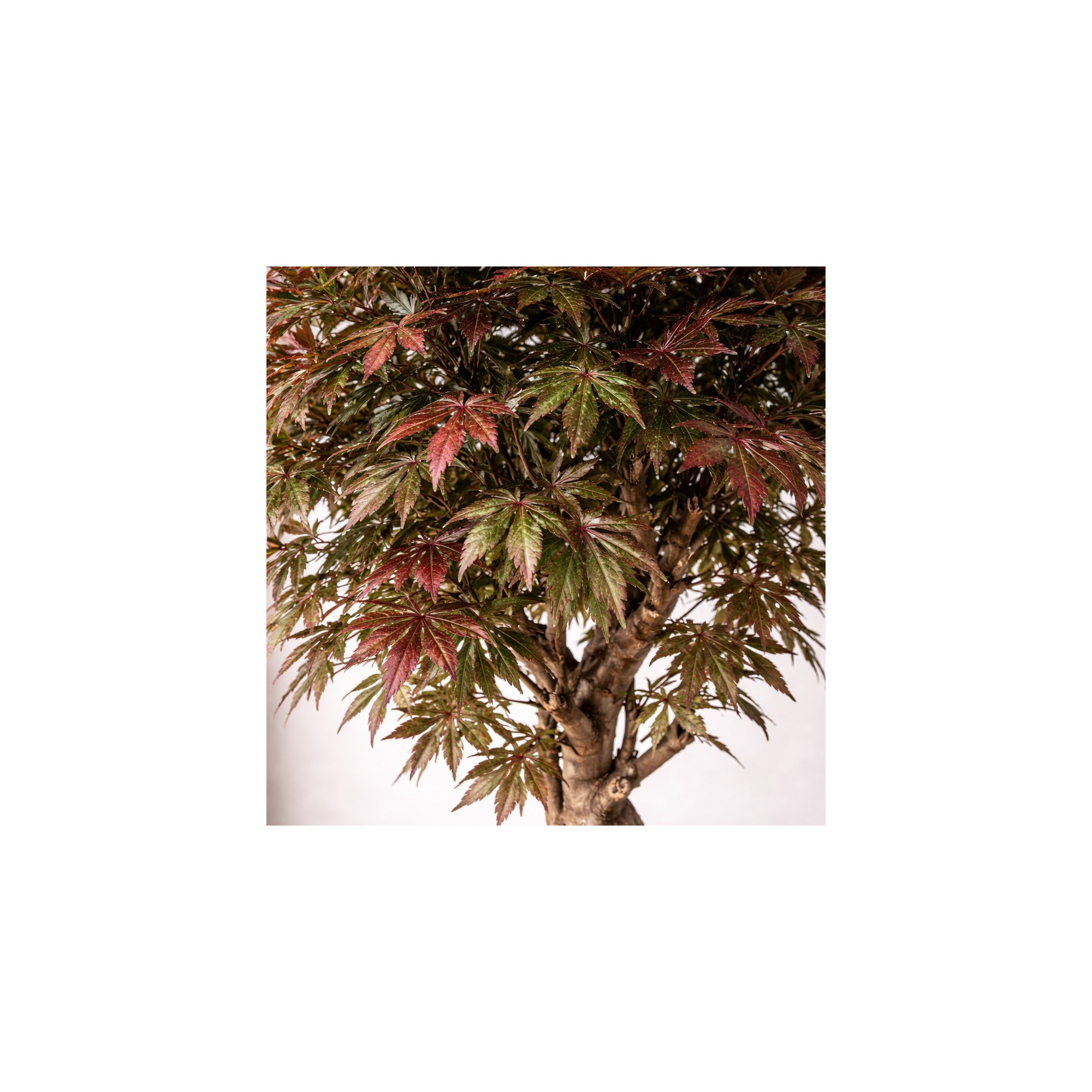  Acero Seminaturale  Verde  Tronco VERO legno Mediterraneo H 175cm fr