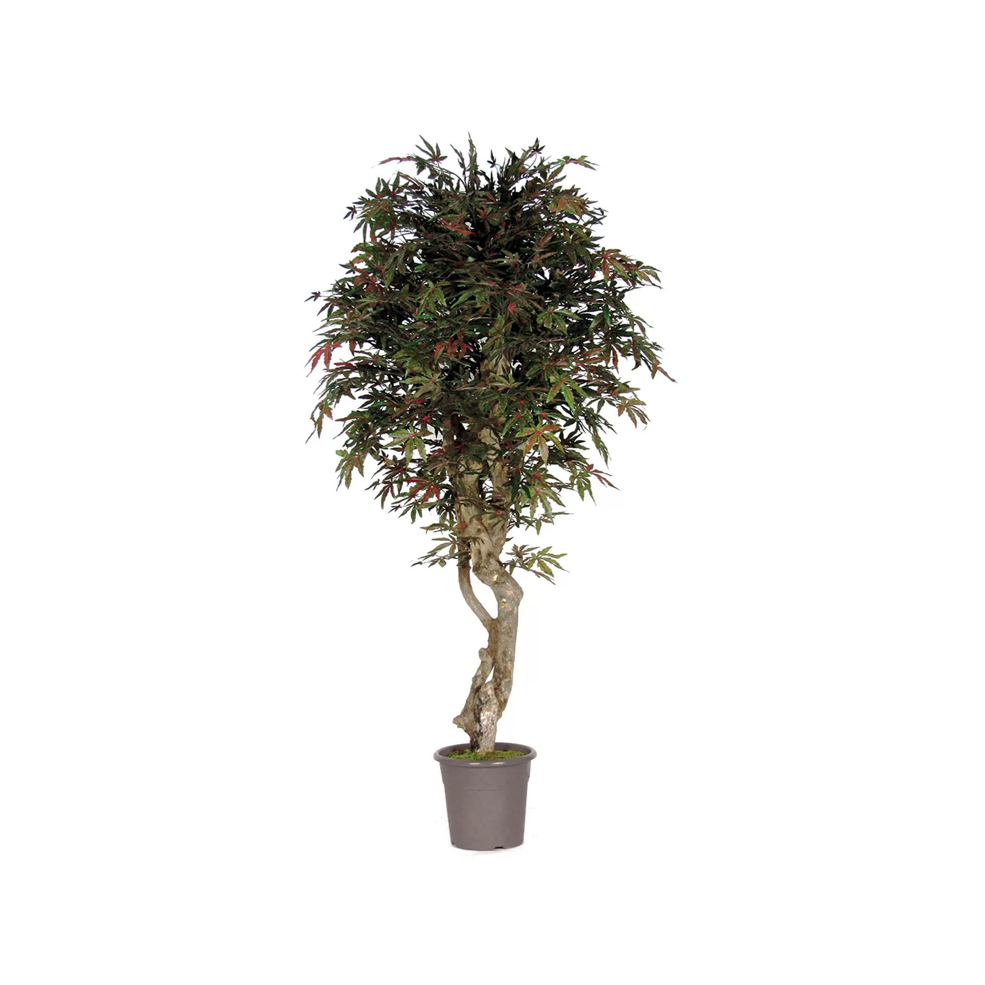  Acero Seminaturale  Verde  Tronco VERO legno Mediterraneo H 175cm fr