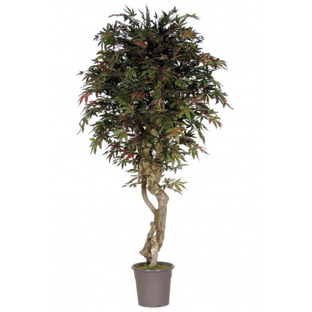 Acero Seminaturale  Verde  Tronco VERO legno Mediterraneo H 175cm es