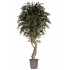 Acero Seminaturale  Verde  Tronco VERO legno Mediterraneo H 175cm es