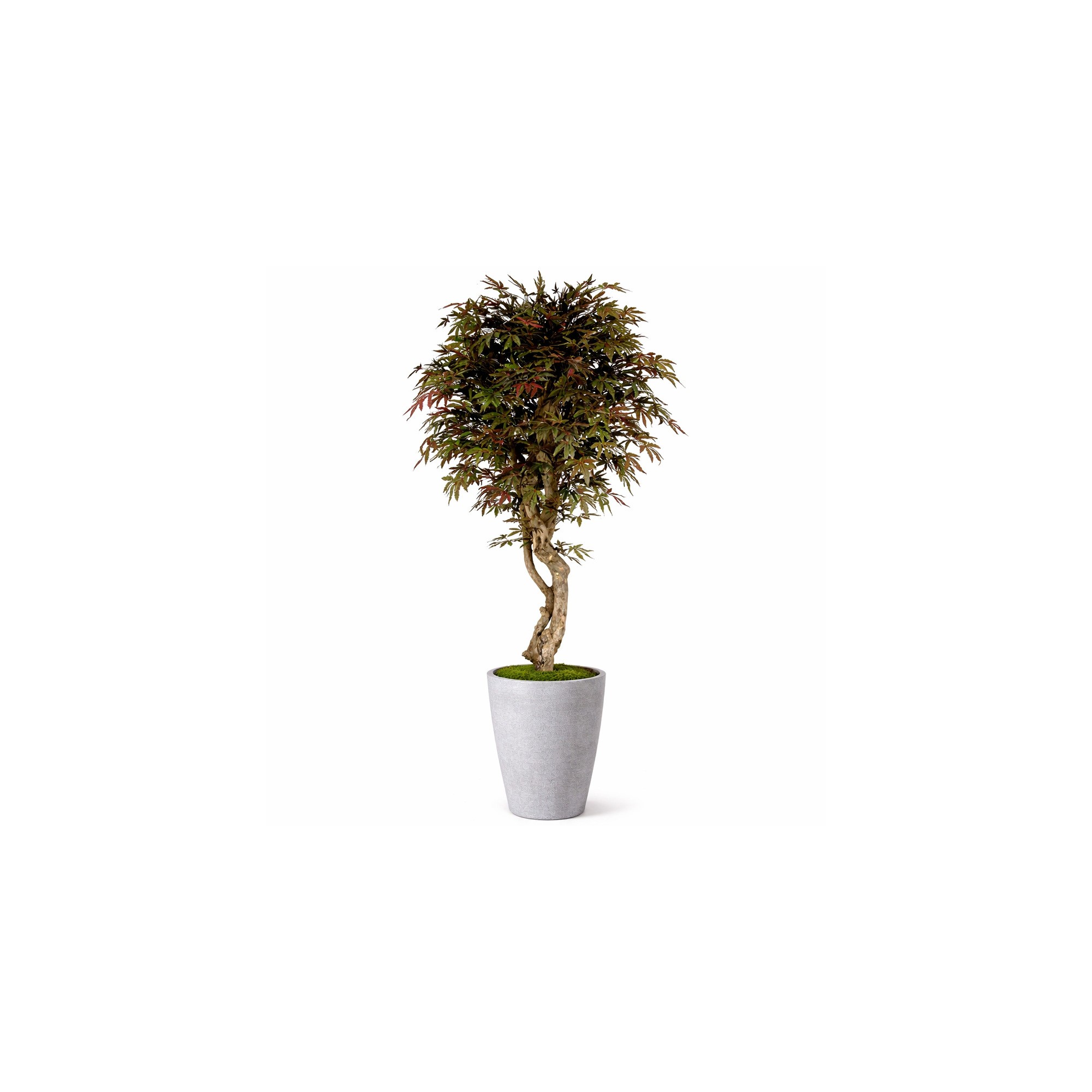  Acero Seminaturale  Verde  Tronco VERO legno Mediterraneo H 175cm de