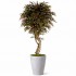 Acero Seminaturale  Verde  Tronco VERO legno Mediterraneo H 175cm fr