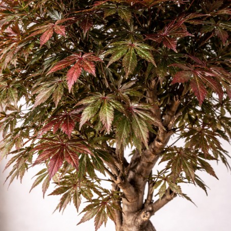 Acero Seminaturale  Verde  Tronco Mediterraneo H 200 CM