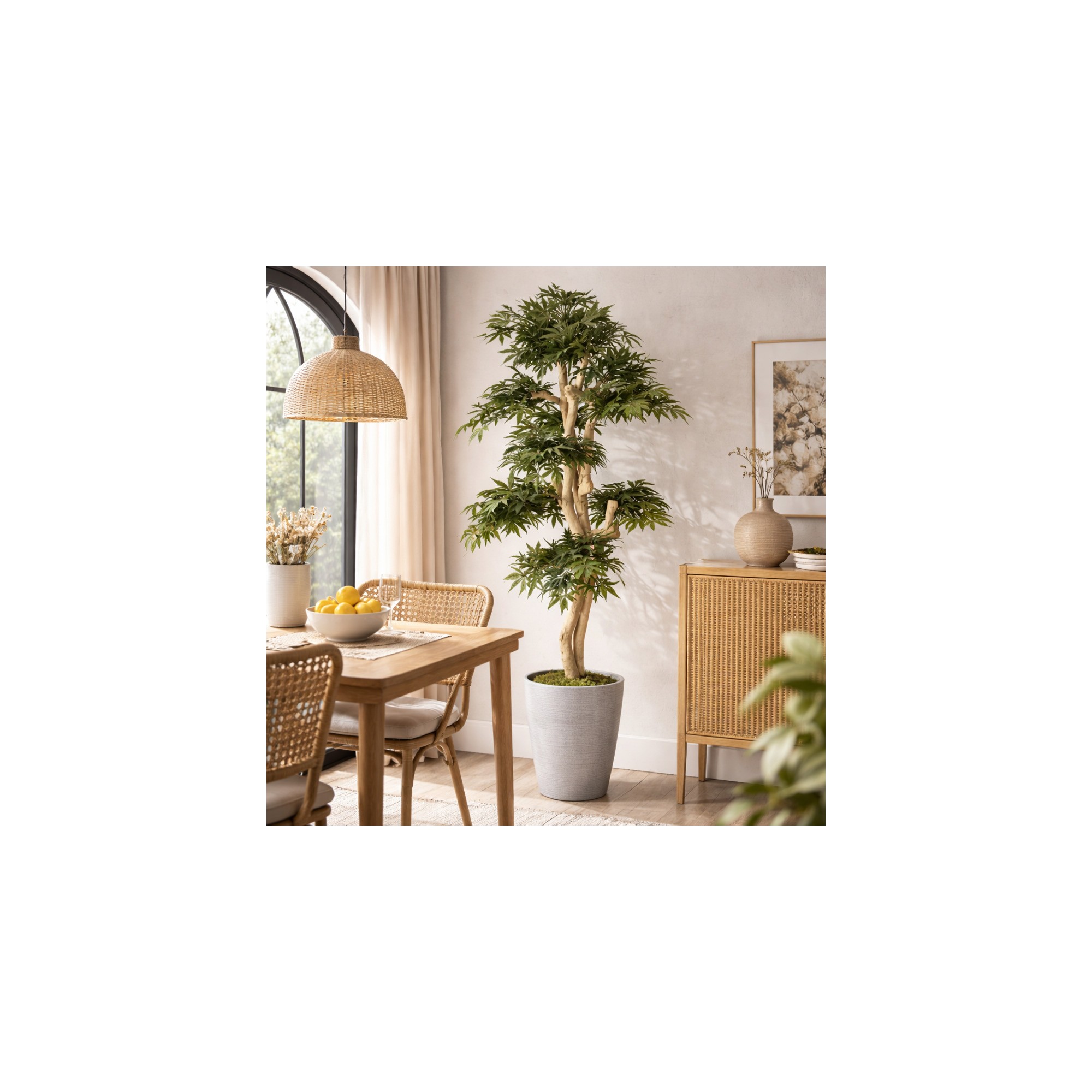  Acero Seminaturale  Verde  Tronco Small Japan  H 150 cm