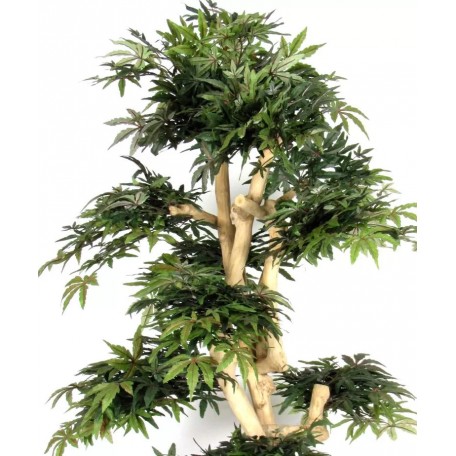 Acero Seminaturale  Verde  Tronco Small Japan  H 150 cm
