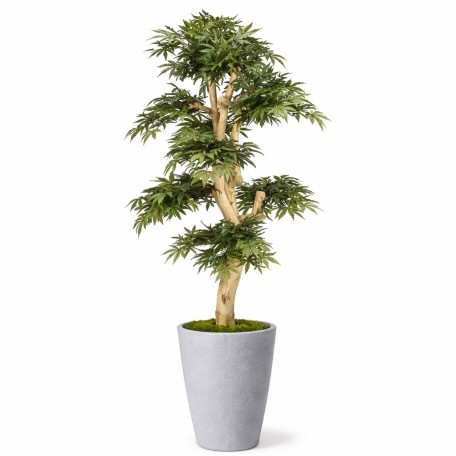 Acero Seminaturale  Verde  Tronco Small Japan  H 150 cm