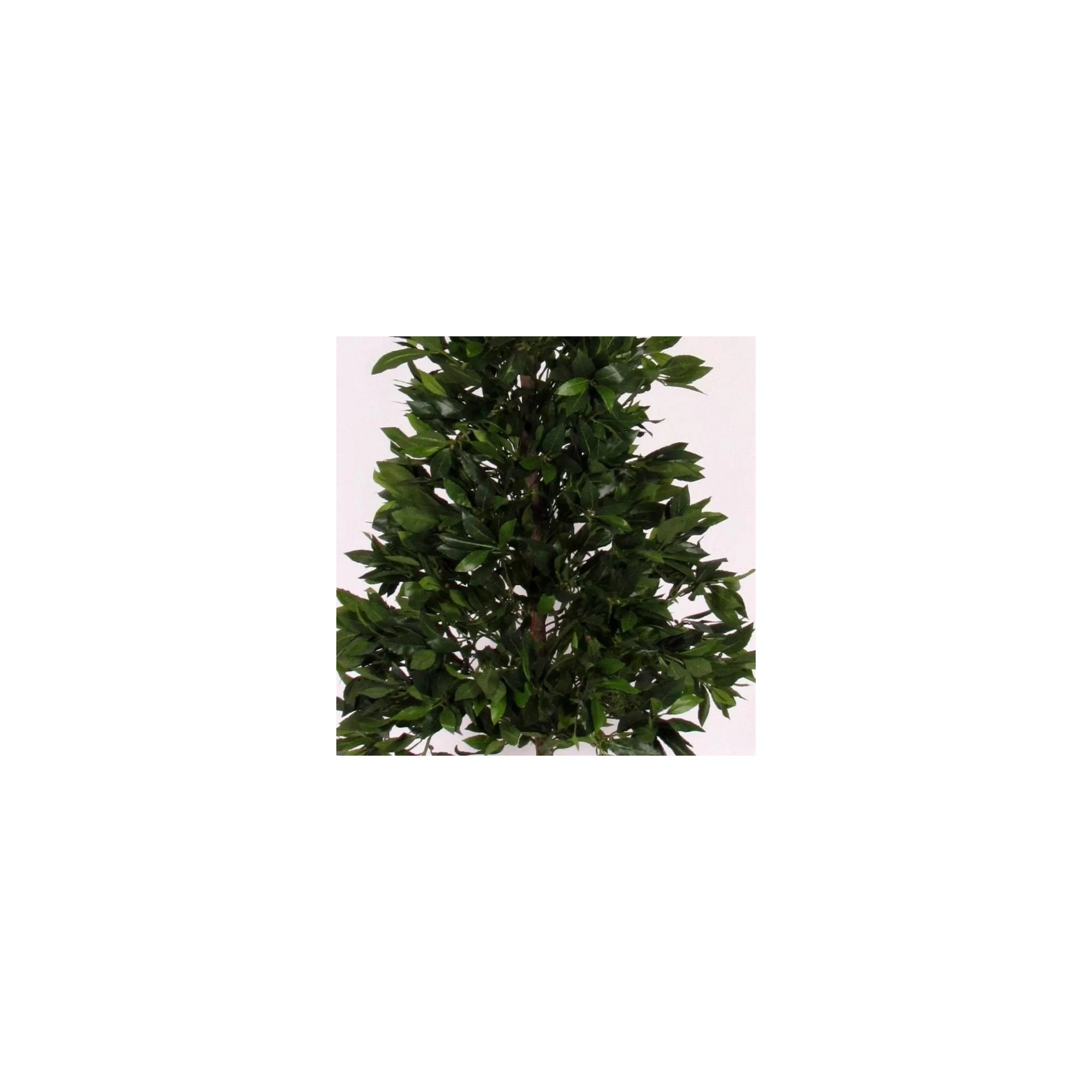  Alloro Seminaturale  Verde  Tower H 210 CM