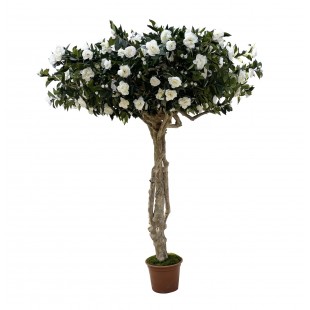 Camelia Luxe Seminaturale...