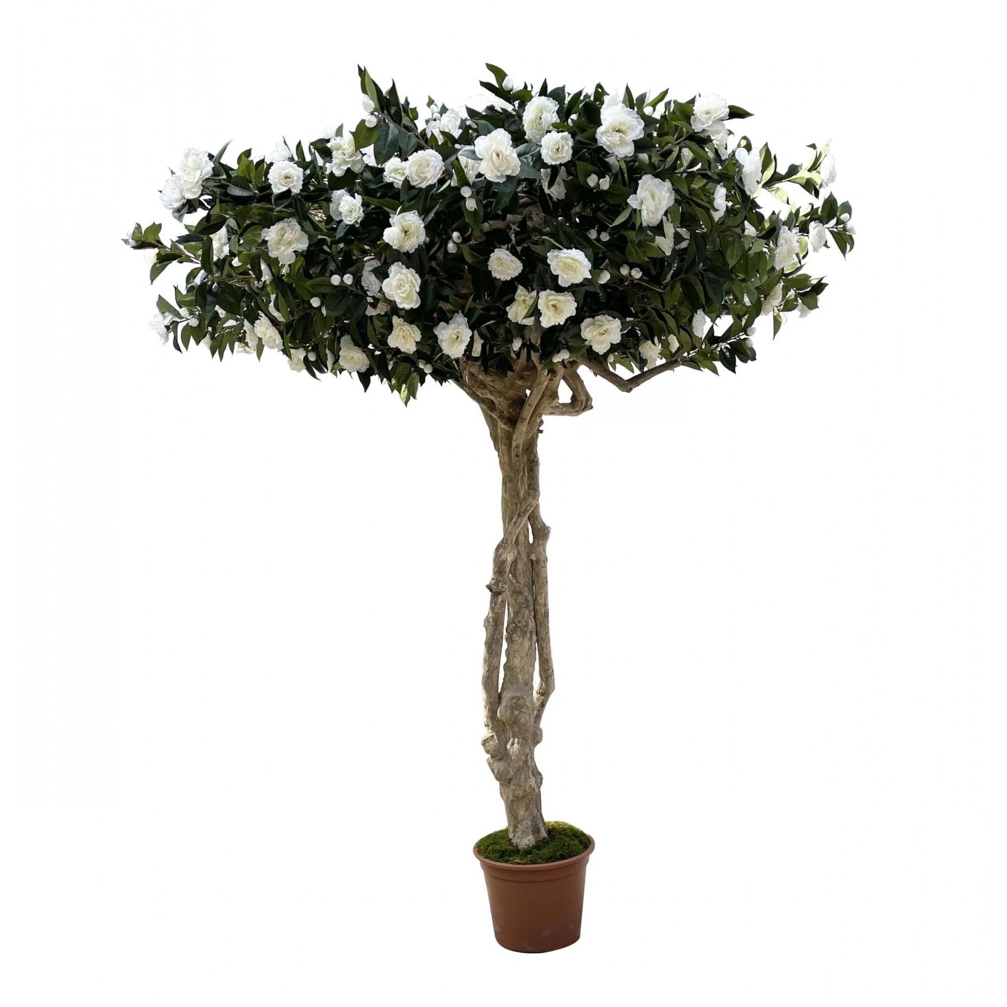  Camelia Luxe Seminaturale  Verde con Fiori Bianchi  Tronco Majestic  H 275 cm