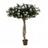 Camelia Luxe Seminaturale  Verde con Fiori Bianchi  Tronco Majestic  H 275 cm