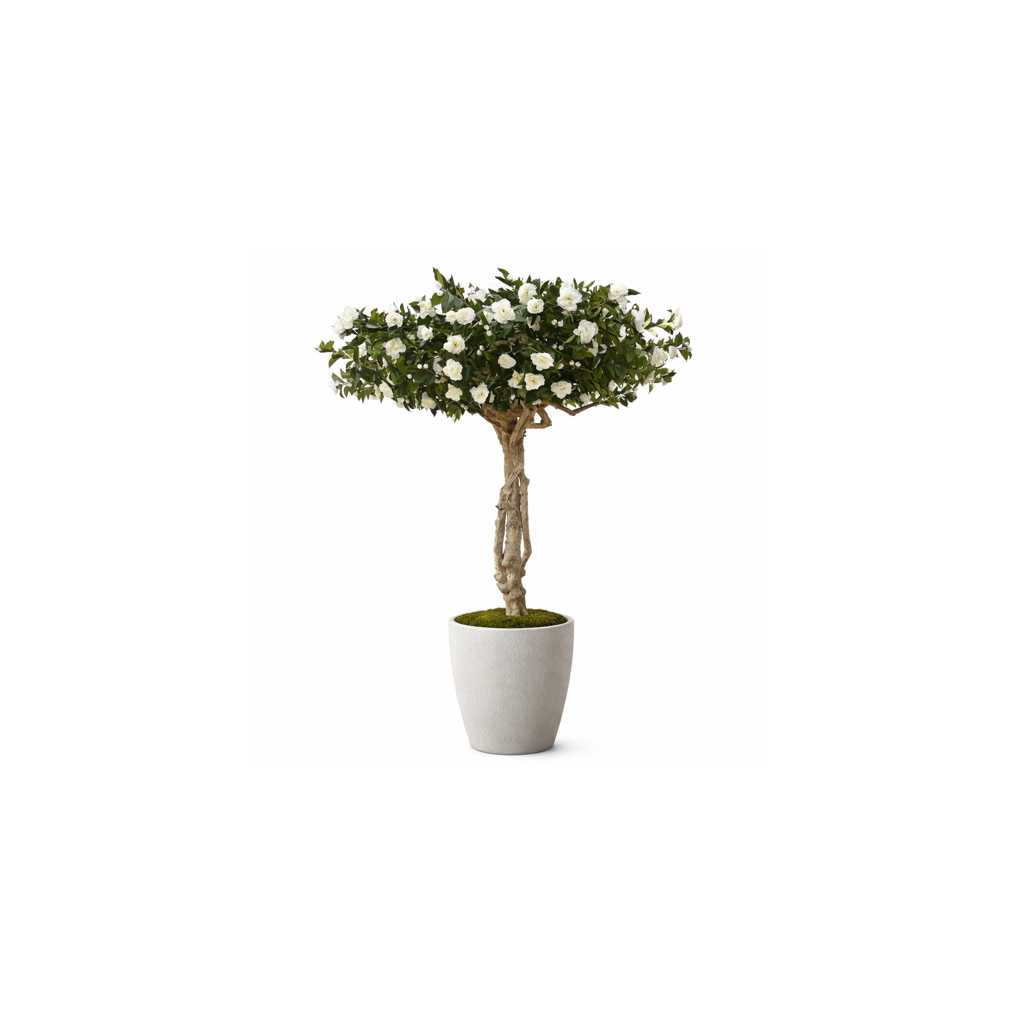  Camelia Luxe Seminaturale  Verde con Fiori Bianchi  Tronco Majestic  H 275 cm