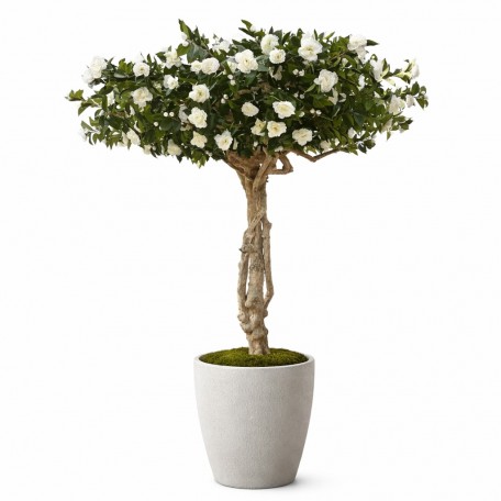 Camelia Luxe Seminaturale  Verde con Fiori Bianchi  Tronco Majestic  H 275 cm