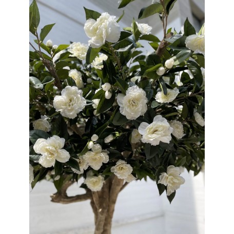 Camelia Luxe Seminaturale  Verde con Fiori Bianchi  Tronco Majestic  H 275 cm