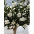 Camelia Luxe Seminaturale  Verde con Fiori Bianchi  Tronco Majestic  H 275 cm