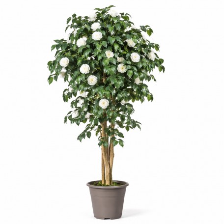 Camelia Seminaturale  Fiori Bianchi  Tronco Mansanisi H 150 CM