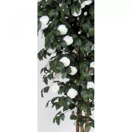 Camelia Seminaturale  Fiori Bianchi  Tronco Mansanisi H 175 CM