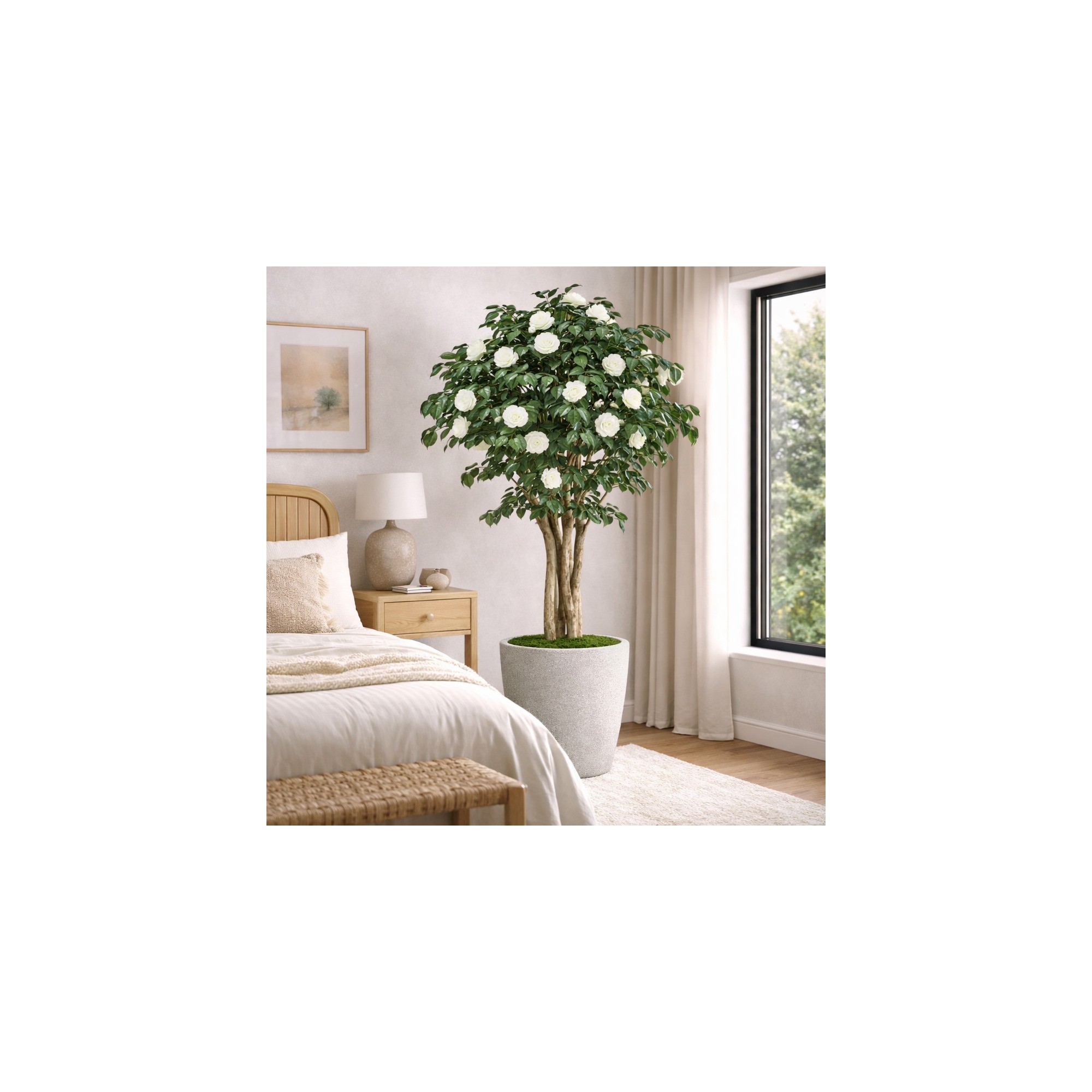  Camelia Seminaturale  Fiori Bianchi  Tronco Mansanisi H 200 CM