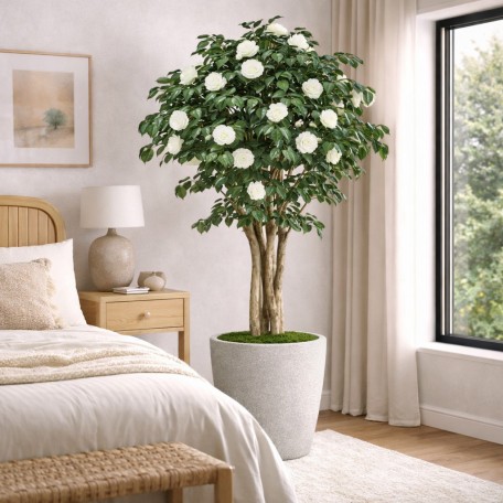 Camelia Seminaturale  Fiori Bianchi  Tronco Mansanisi H 200 CM
