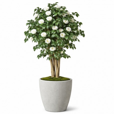 Camelia Seminaturale  Fiori Bianchi  Tronco Mansanisi H 225 CM
