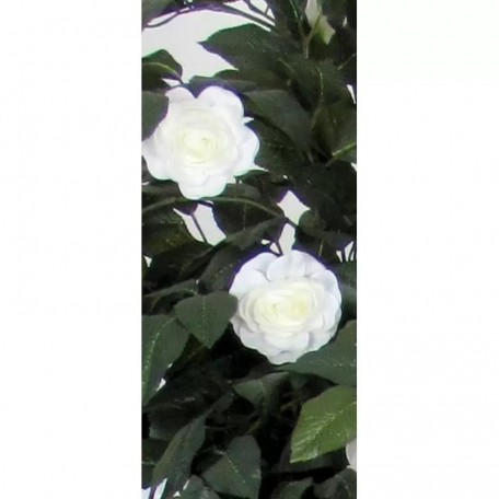 Camelia Seminaturale  Fiori Bianchi  Tronco Mansanisi H 225 CM