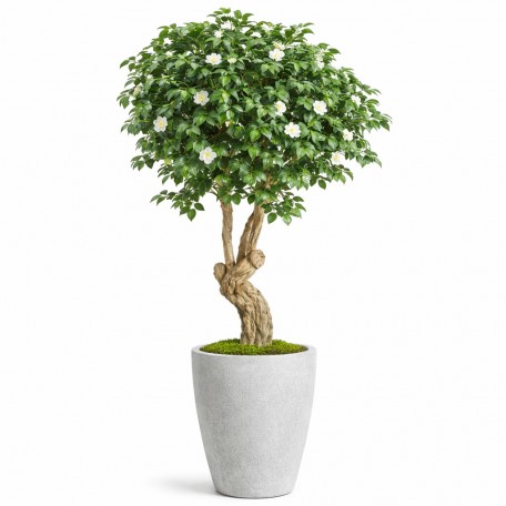 Camelia Seminaturale  Verde con Fiori Bianchi  Tronco Jamaica  H 200 cm