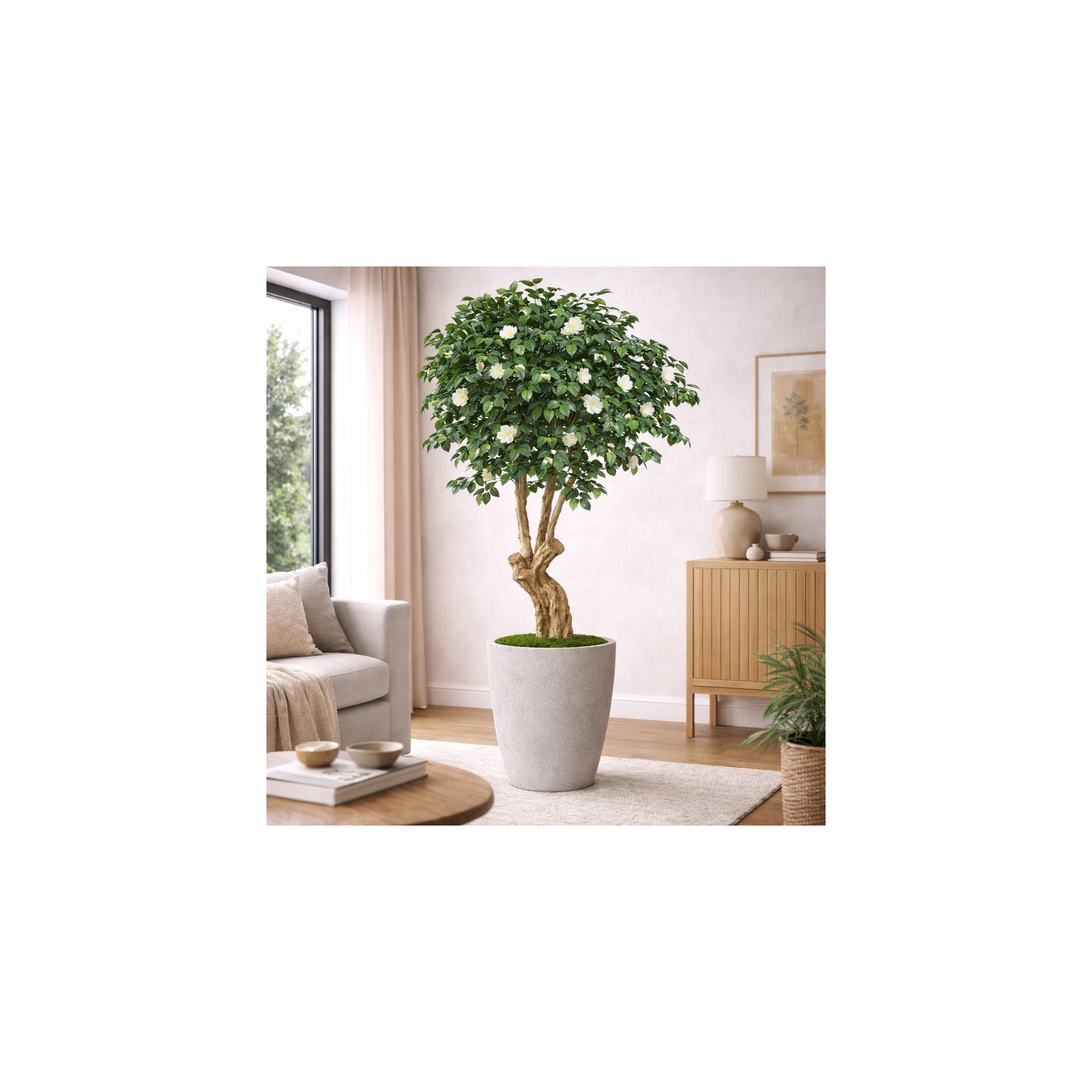  Camelia Seminaturale  Verde con Fiori Bianchi  Tronco Jamaica  H 200 cm