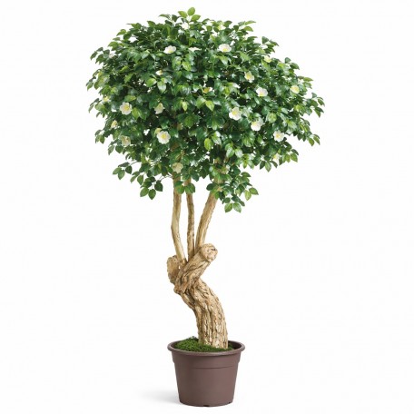 Camelia Seminaturale  Verde con Fiori Bianchi  Tronco Jamaica  H 200 cm