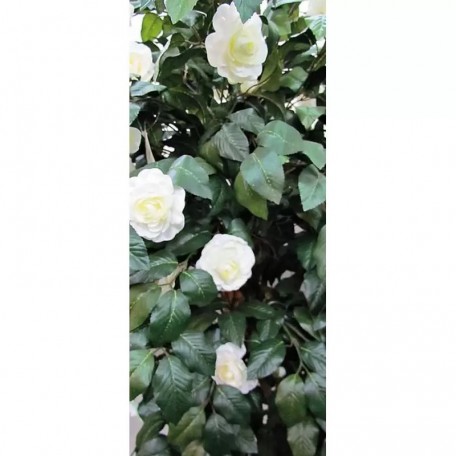 Camelia Seminaturale  Verde con Fiori Bianchi  Tronco Jamaica  H 200 cm