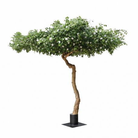 Camelia Seminaturale  Verde con Fiori Bianchi  Tronco Umbrella  H 275 cm