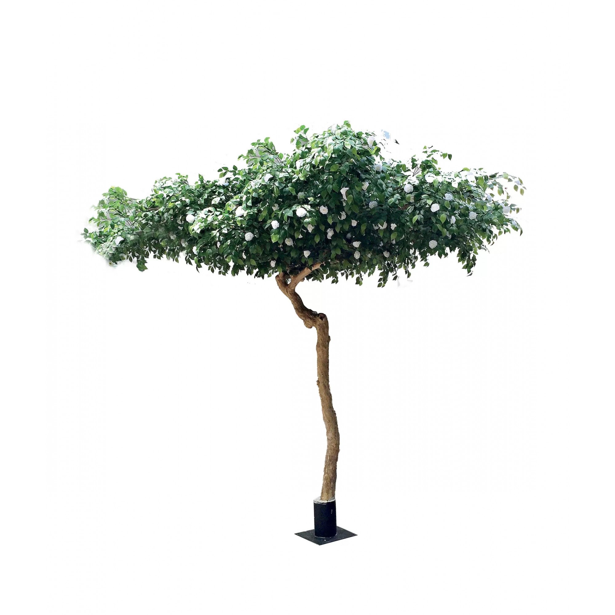  Camelia Seminaturale  Verde con Fiori Bianchi  Tronco Umbrella  H 275 cm