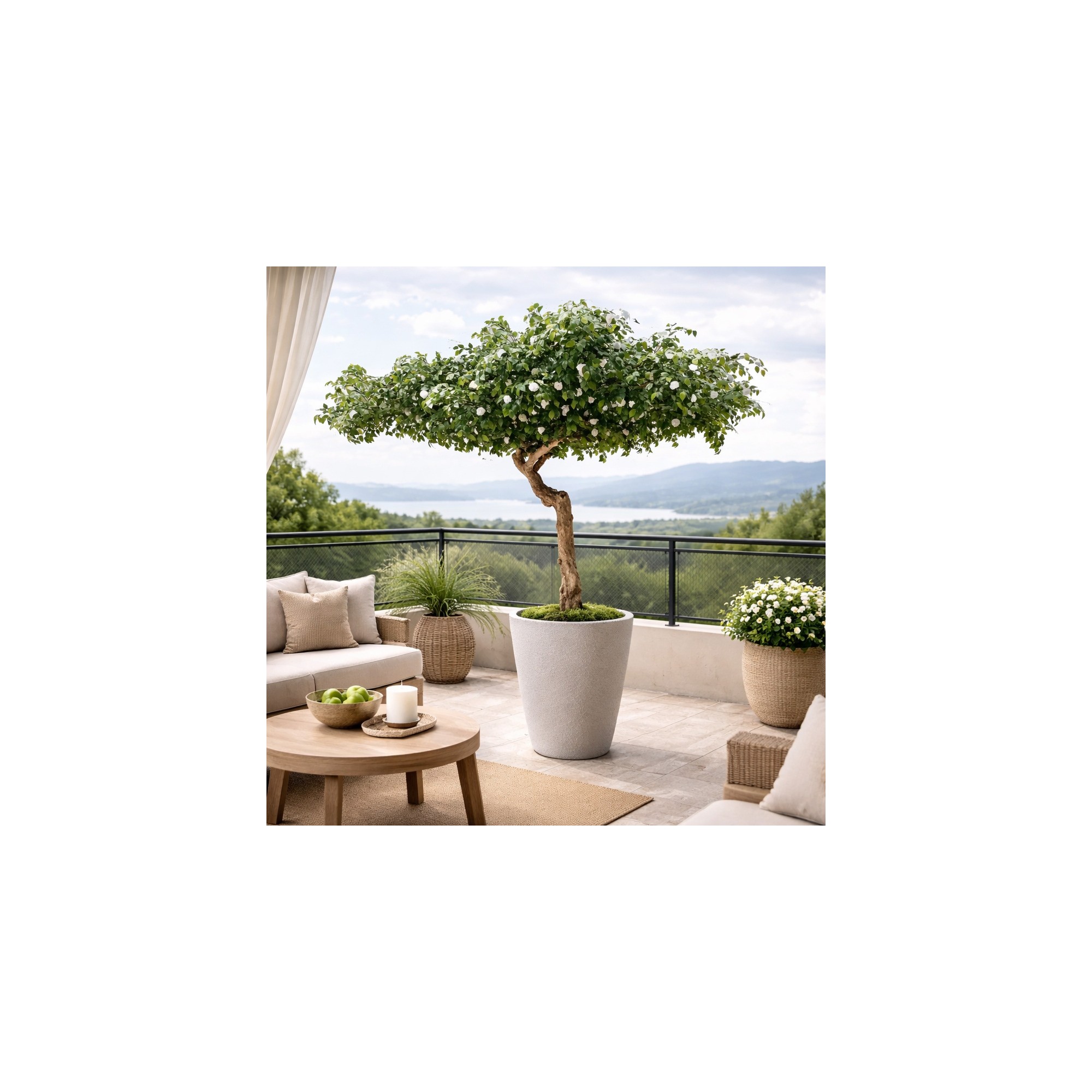  Camelia Seminaturale  Verde con Fiori Bianchi  Tronco Umbrella  H 275 cm