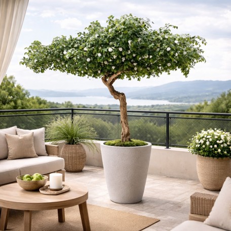 Camelia Seminaturale  Verde con Fiori Bianchi  Tronco Umbrella  H 275 cm