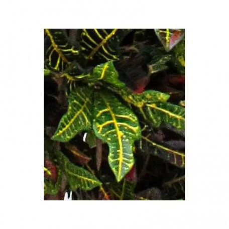 Croton Luxe Seminaturale  Multicolor  H da 125