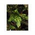 Croton Luxe Seminaturale  Multicolor  H 150 cm