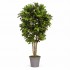 Croton Luxe Seminaturale  Multicolor  H 150 cm