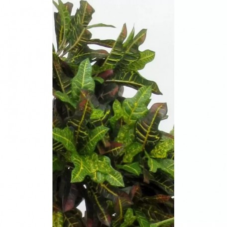 Croton Luxe Seminaturale  Multicolor  H 175 cm