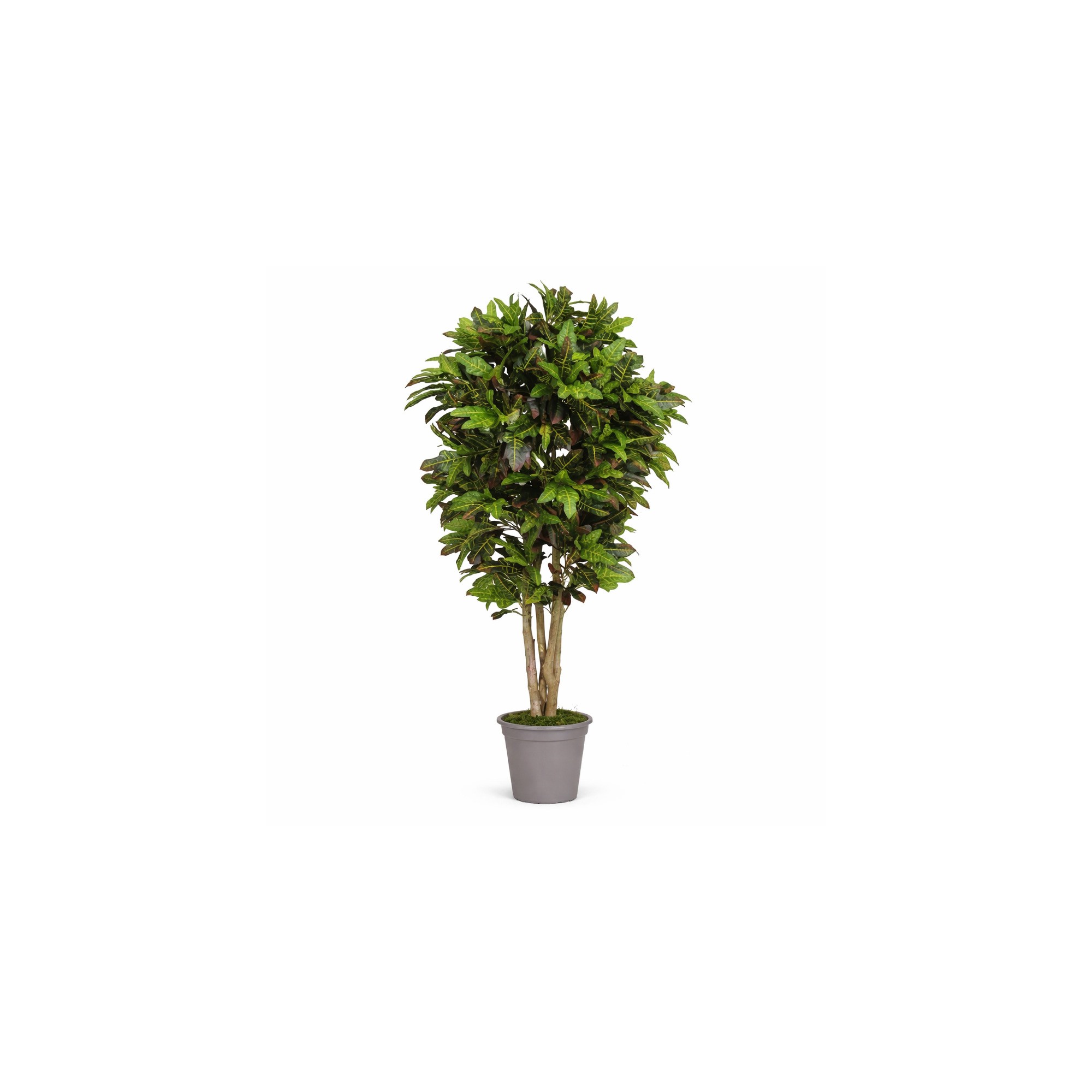  Croton Luxe Seminaturale  Multicolor  H 200 cm