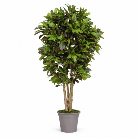 Croton Luxe Seminaturale  Multicolor  H 200 cm
