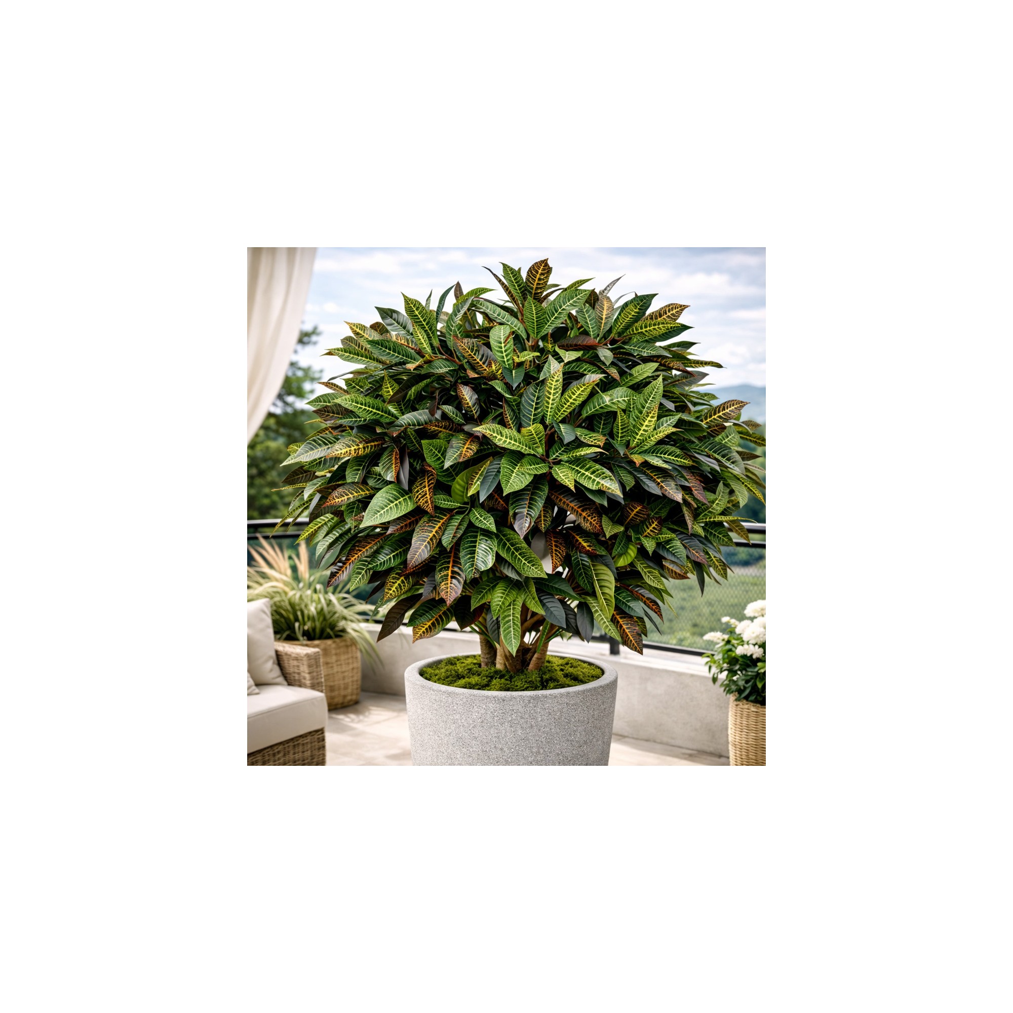  Croton Luxe Seminaturale  Multicolor  H 225 cm