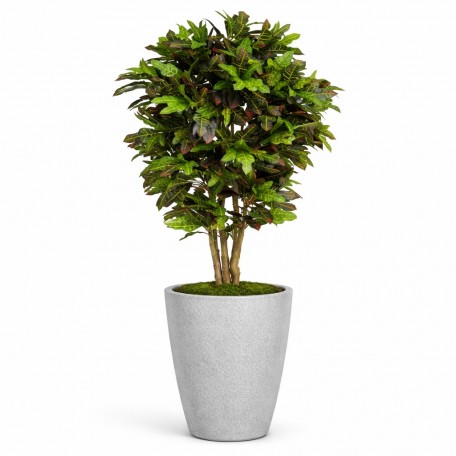 Croton Luxe Seminaturale  Multicolor  H 225 cm