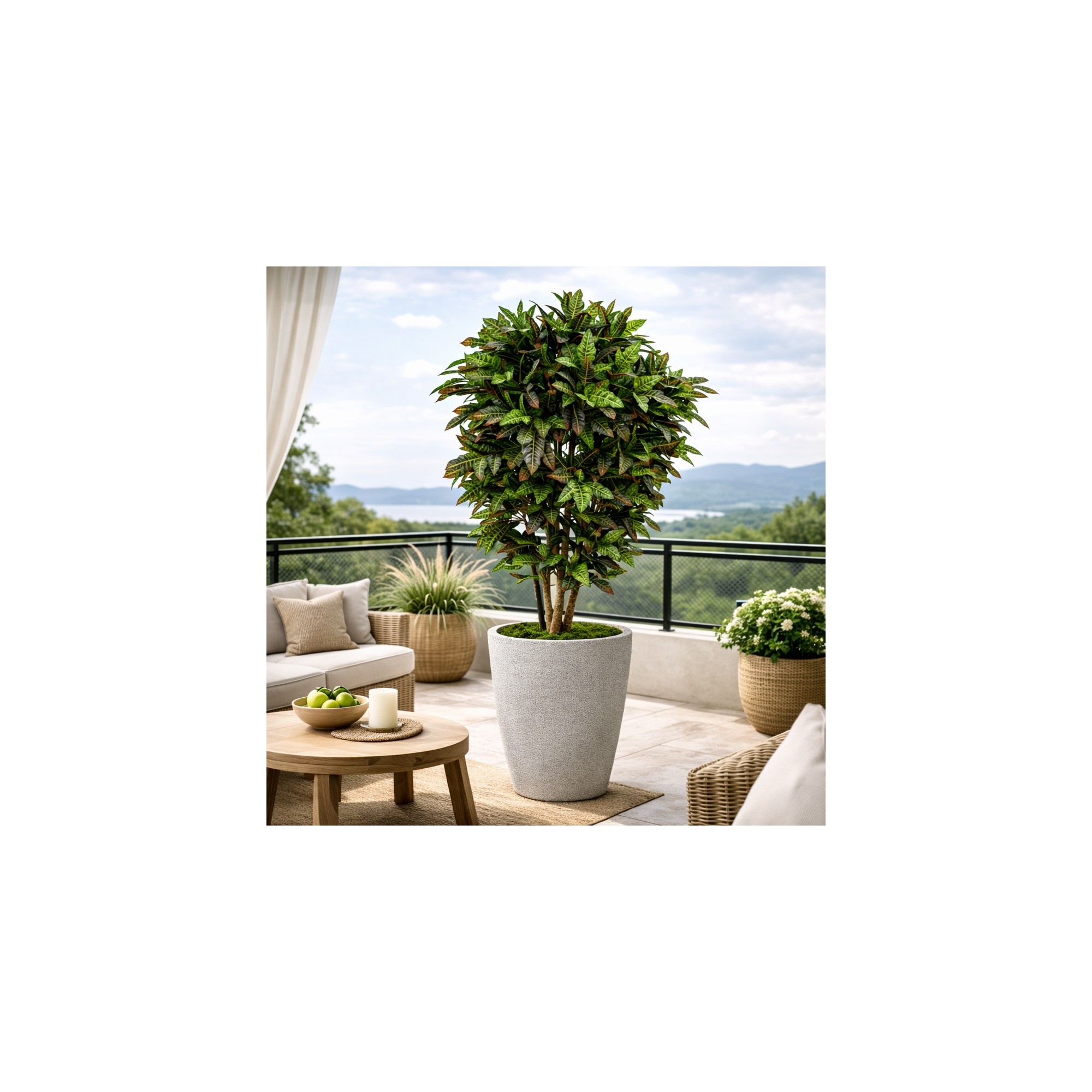  Croton Luxe Seminaturale  Multicolor  H 300 cm