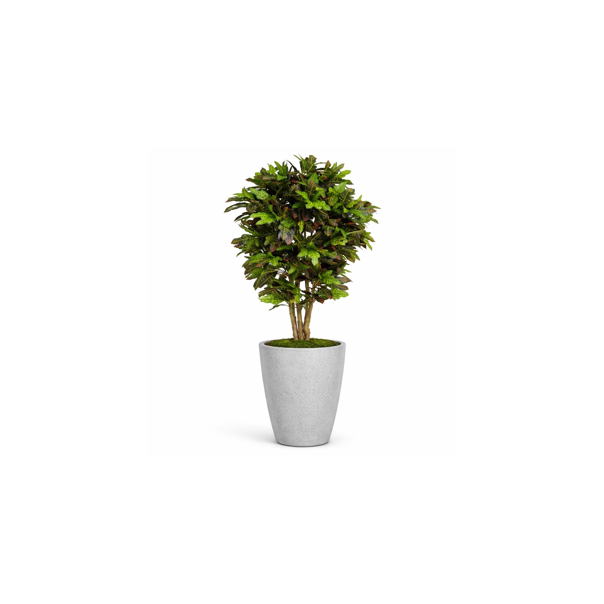  Croton Luxe Seminaturale  Multicolor  H 300 cm