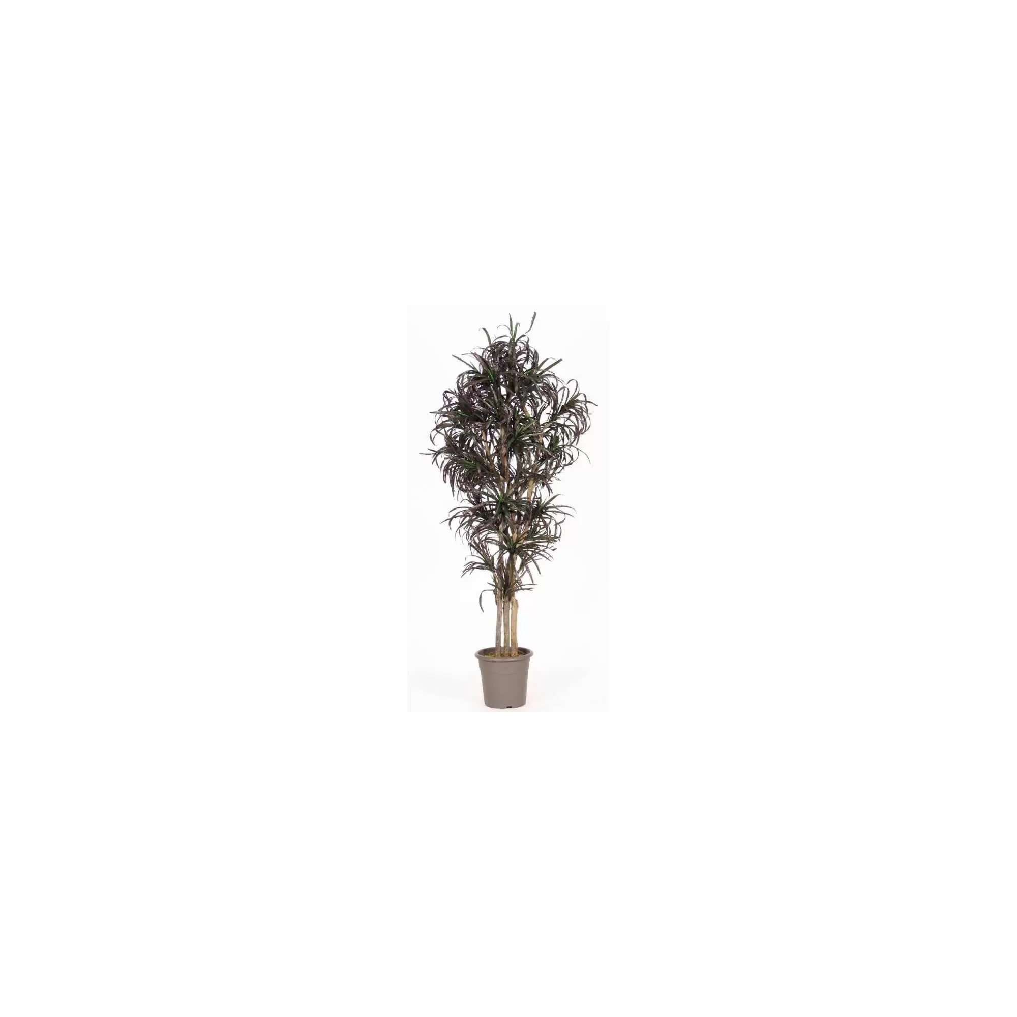  Dracena Seminaturale  Mini Foglie Multicolor  Tronco Mansanisi H 125 CM
