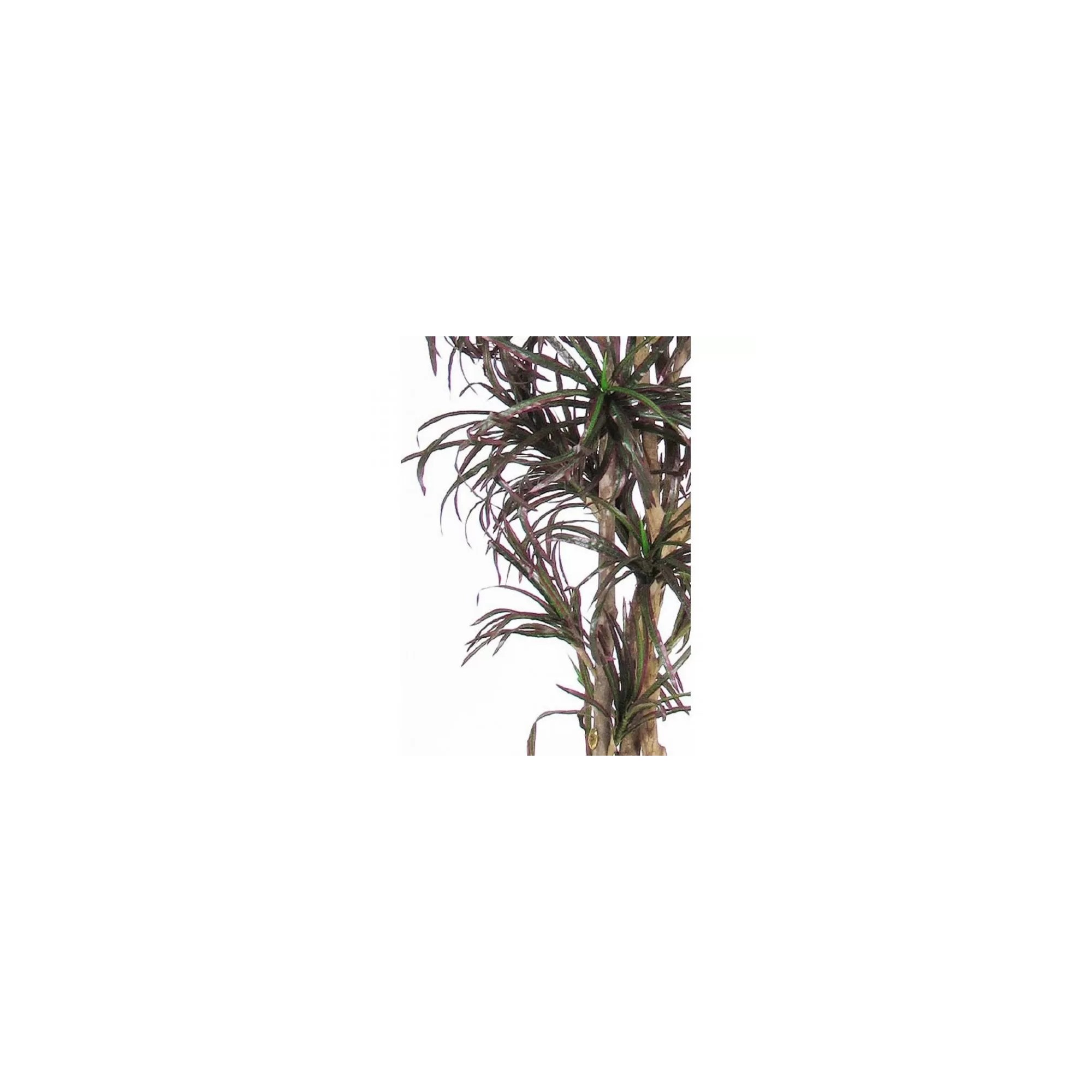  Dracena Seminaturale  Mini Foglie Multicolor  Tronco Mansanisi H 125 CM